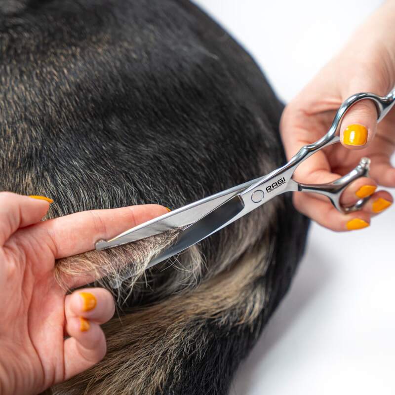 Stainless Steel Dog Grooming Scissors Set - Image 5