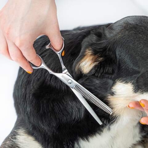 Alternative view of Stainless Steel Dog Grooming Scissors Set