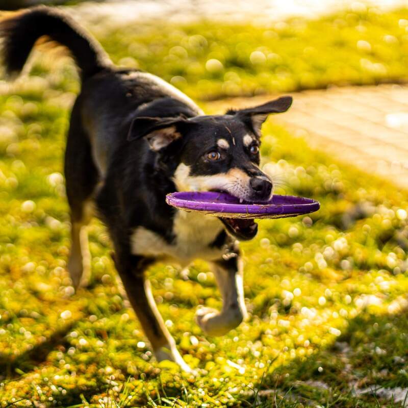 Rubber Dog Frisbee for Fetch and Play - Image 5
