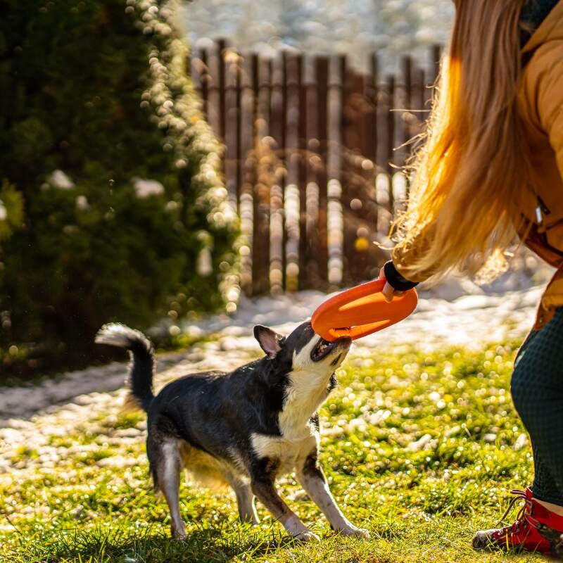 Agility Training Ring for Dogs - Image 8