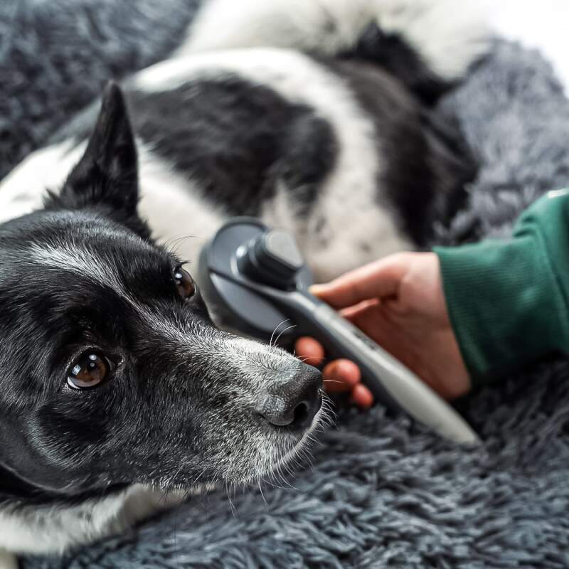 Self-Cleaning Slicker Brush for Dogs & Cats - Image 2