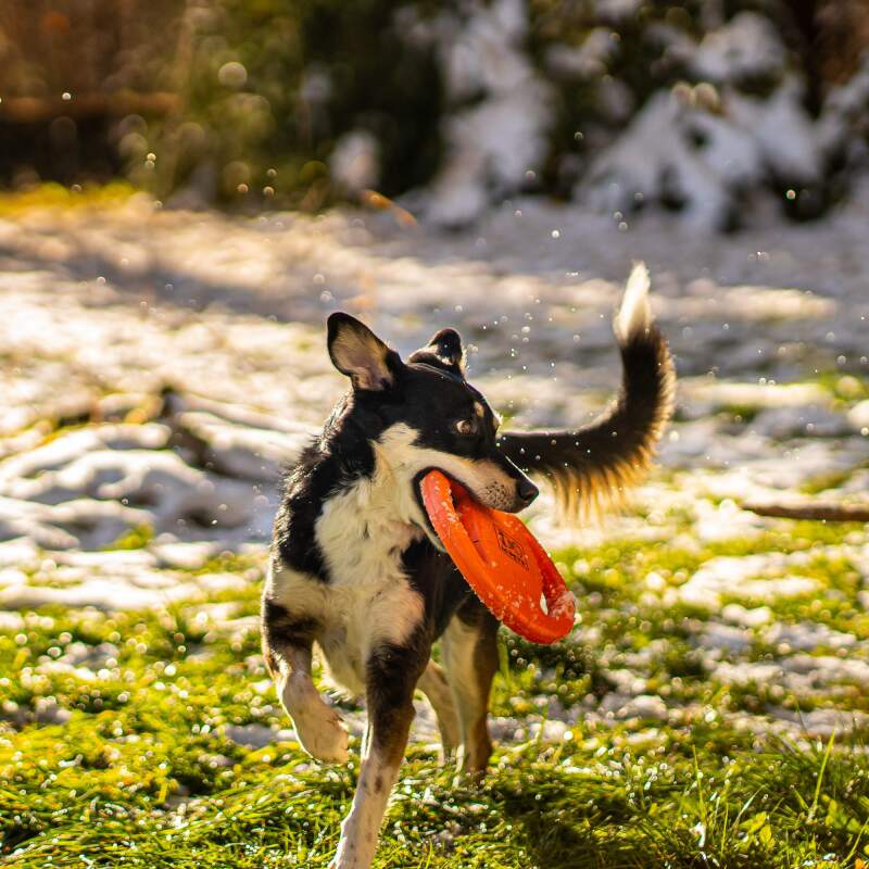 Agility Training Ring for Dogs - Image 7