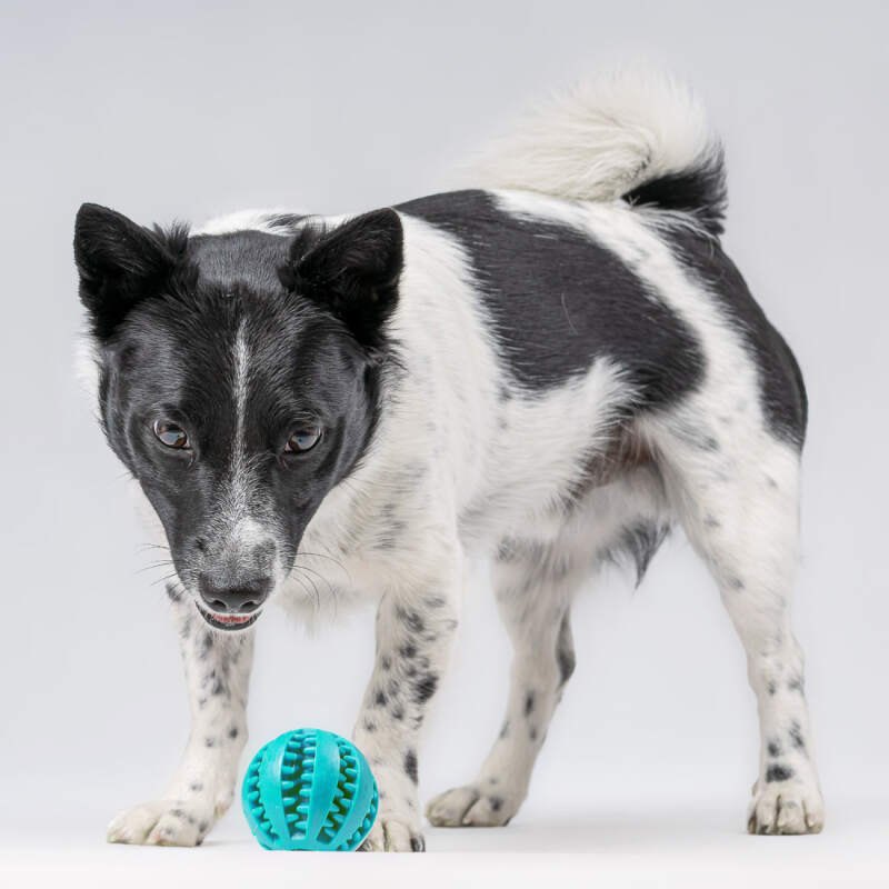 Dental Ball for Dogs with Treats Dispenser Chew Toy Blue - Image 7