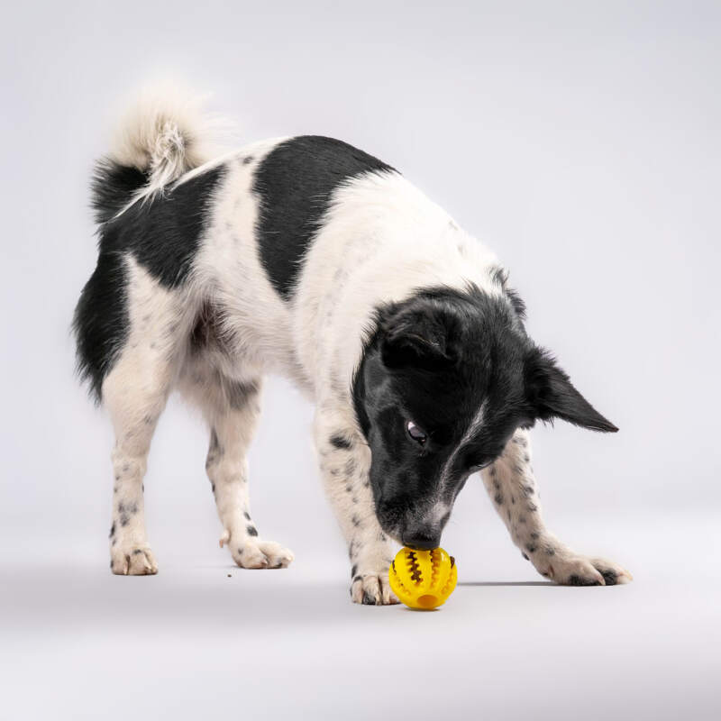 Dental Ball for Dogs with Treats Dispenser Chew Toy Yellow - Image 7