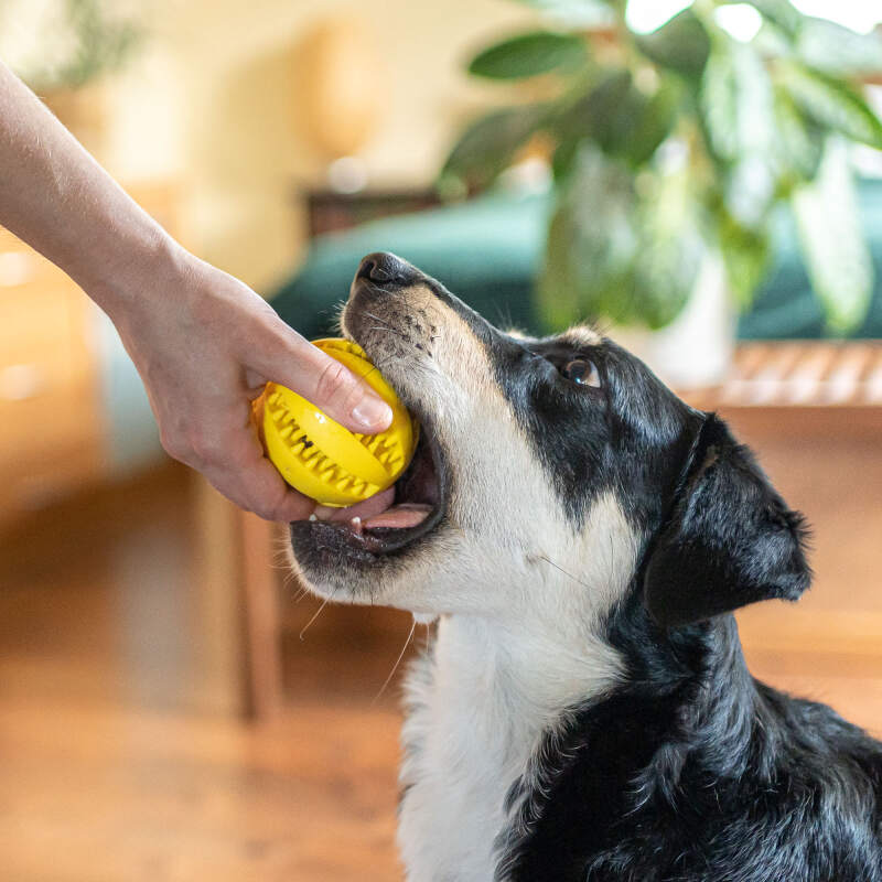 Dental Ball for Dogs with Treats Dispenser Chew Toy Yellow - Image 9