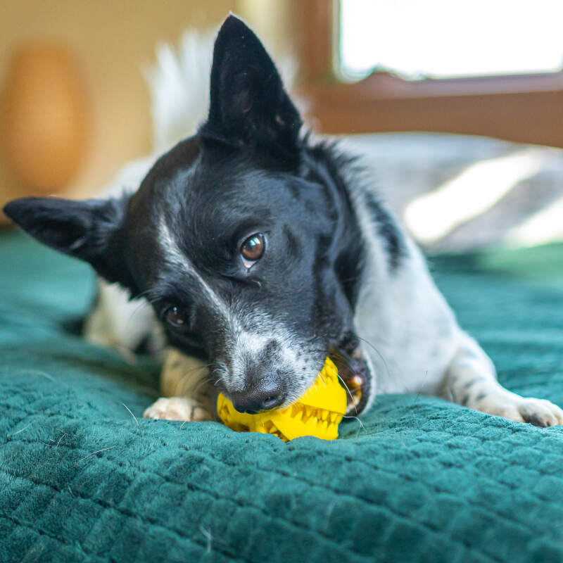 Dental Ball for Dogs with Treats Dispenser Chew Toy Yellow - Image 11
