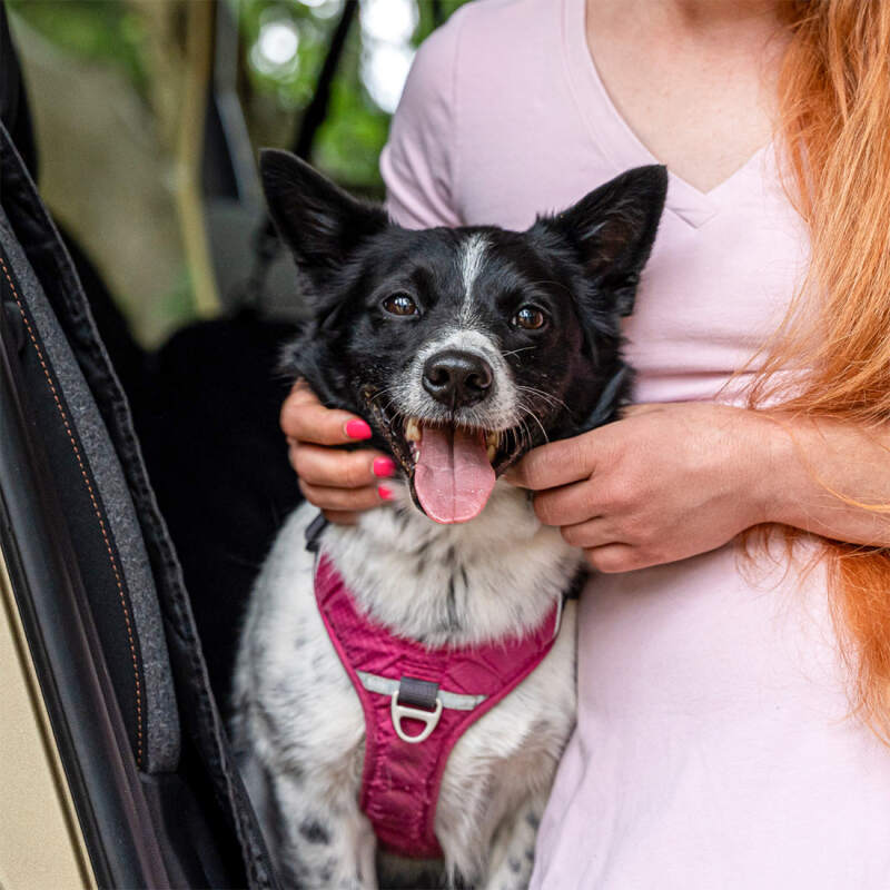 Waterproof Back Seat Cover for Dogs - Image 15