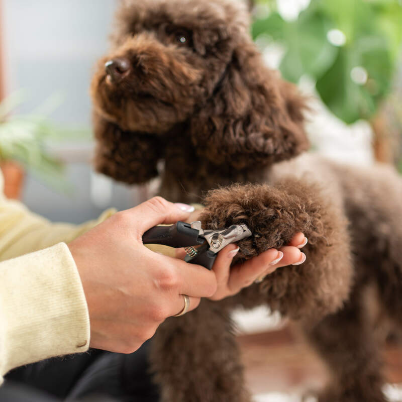 Quiet Cordless Dog Grooming Clippers - Image 16