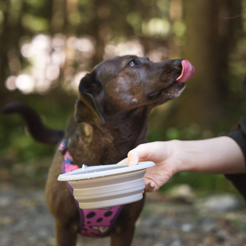Collapsible Silicone Travel Bowl, 650 ml (Gray) - Image 6