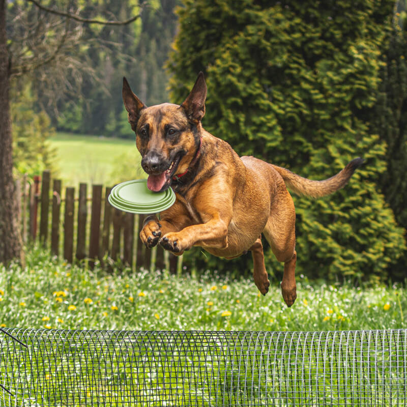 Collapsible Silicone Dog Travel Bowl 1L (Green) - Image 6