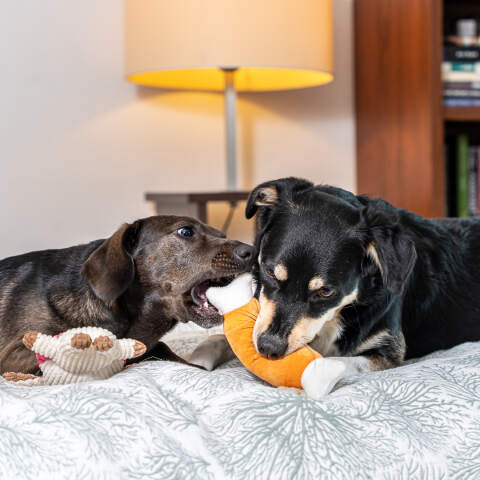 Alternative view of 7-Piece Plush Dog Toy Set – Soft & Durable